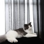 Window Black Sheer Curtains 84 Inches Long 2 Panels Sheer Curtain Basic Rod Pocket Panel for Bedroom Children Living Room Yard Kitchen (Black, 52" W x 84" L | 2 pcs) - Image 2